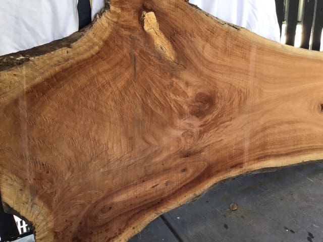 QLD Maple 1